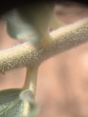 Asclepias macrosperma