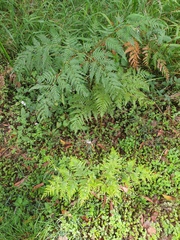 Pteridium esculentum