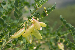 Colutea