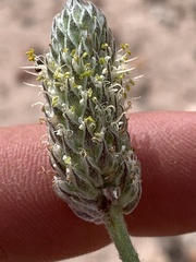 Dalea flavescens