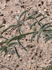 Dalea flavescens