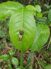 Papilio aegeus aegeus