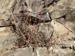 Penstemon richardsonii