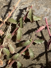 Penstemon richardsonii