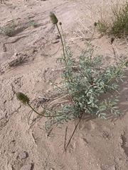 Dalea flavescens