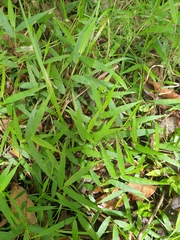 Ottochloa gracillima