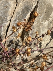 Penstemon richardsonii
