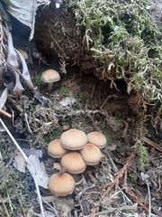 Psathyrella piluliformis
