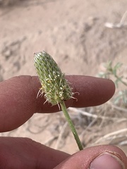 Dalea flavescens