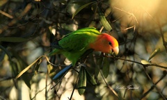 Agapornis roseicollis