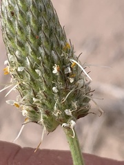 Dalea flavescens