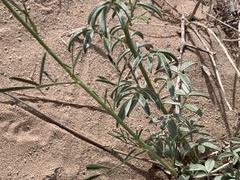 Dalea flavescens