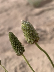 Dalea flavescens