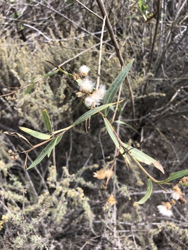 iNaturalist observation photo of mule fat