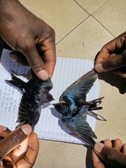 Hirundo aethiopica