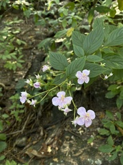 Heterocentron subtriplinervium