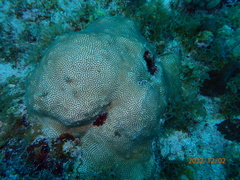 Stephanocoenia intersepta