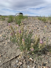 Astragalus flavus argillosus