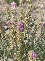 Astragalus flavus argillosus