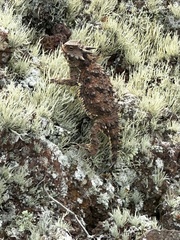 Phrynosoma cerroense