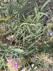 Astragalus flavus argillosus