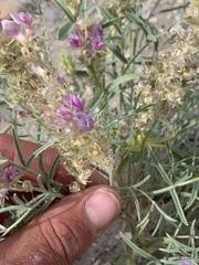 Astragalus flavus argillosus