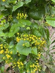 Delairea odorata