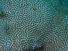 Stephanocoenia intersepta