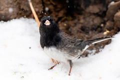 Junco hyemalis cismontanus