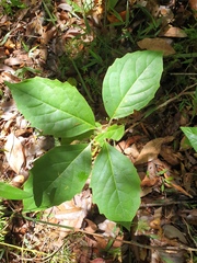 Clerodendrum tomentosum