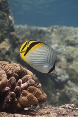 Chaetodon vagabundus