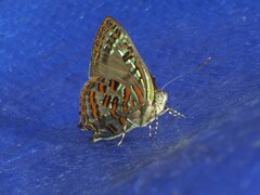 Hypochrysops pythias