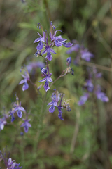 Teucrium orientale