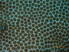 Stephanocoenia intersepta