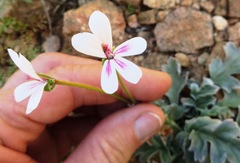 Pelargonium pulchellum