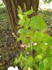 Angophora subvelutina