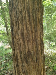 Angophora subvelutina