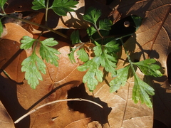Chaerophyllum procumbens
