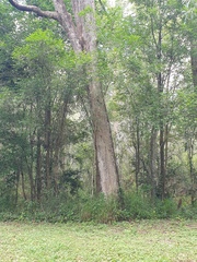 Angophora subvelutina