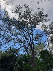 Angophora subvelutina