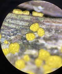 Trichoderma gelatinosum