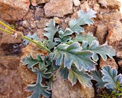 Pelargonium pulchellum
