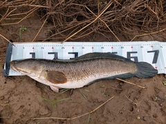Channa striata