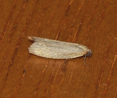 Tortrix concolorana