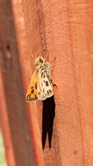 Hylephila fasciolata