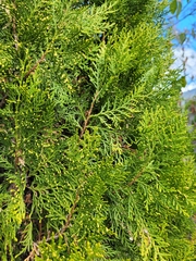 Platycladus orientalis