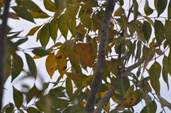 Phoebis philea