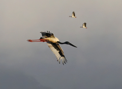 Ephippiorhynchus asiaticus