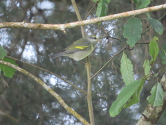 Vermivora chrysoptera