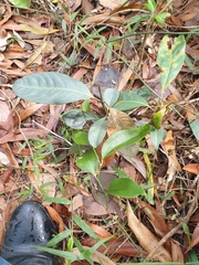 Rhodomyrtus psidioides